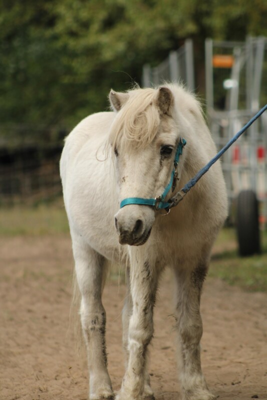 Olli wurde 41 Jahre alt