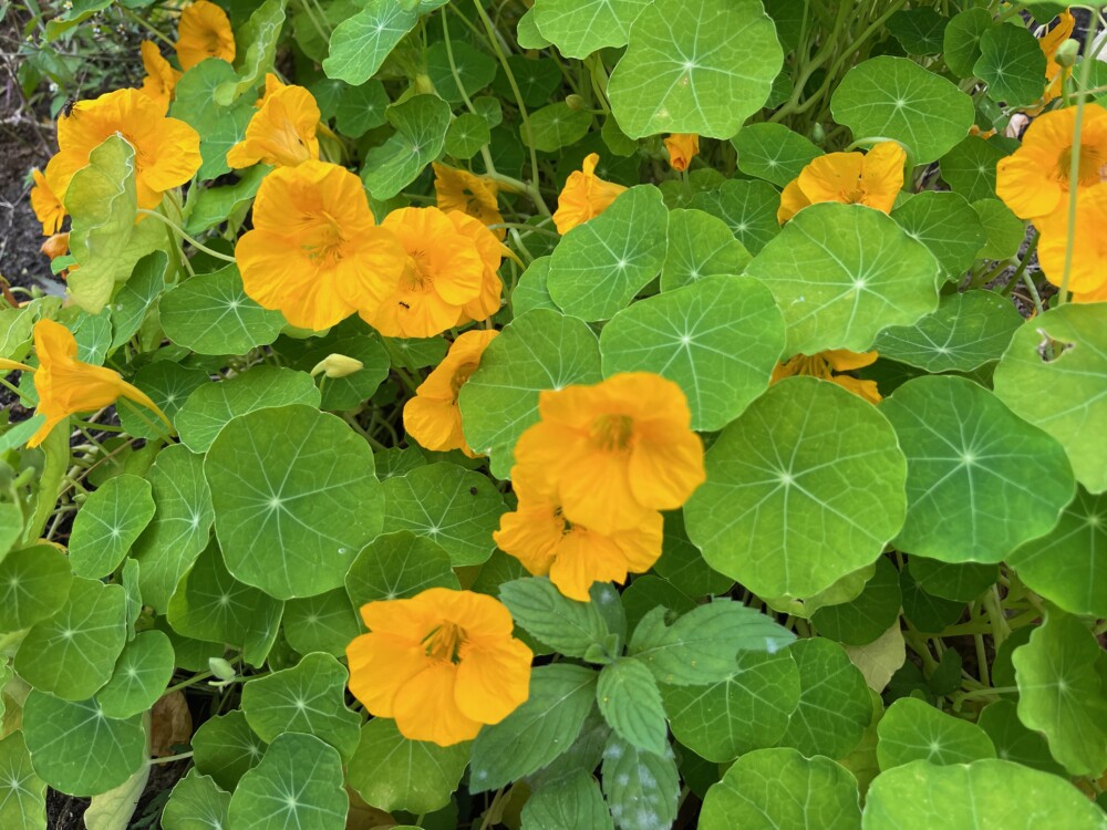 Gartentag - Kappuzinerkresse